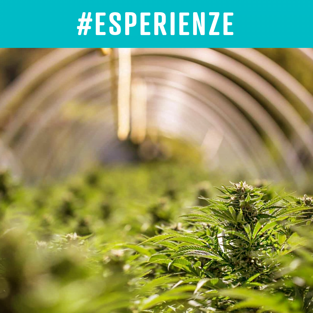 Amici dell’Erba Onesta