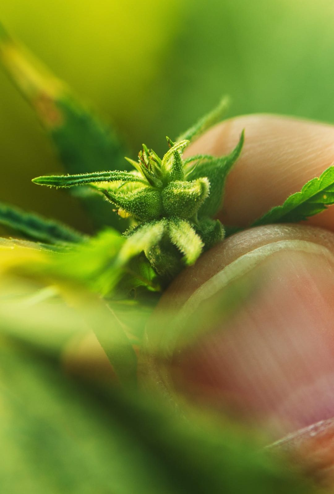 Amici dell’Erba Onesta